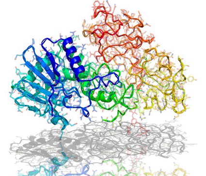 Image: Molecular model of the toxic protein ricin (Photo courtesy Laguna Design).